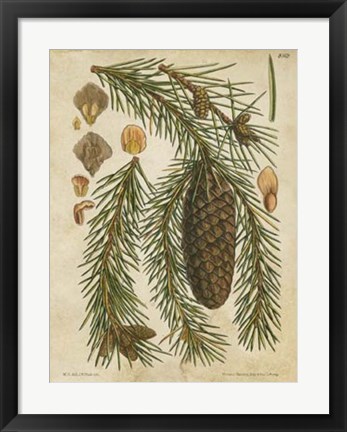 Framed Vintage Conifers I Print