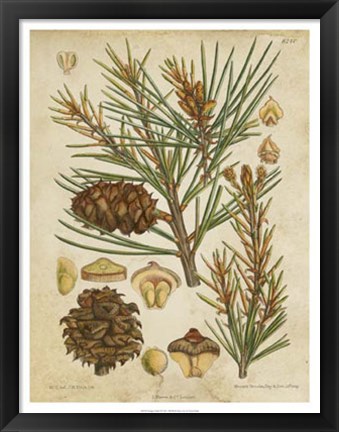 Framed Vintage Conifers II Print