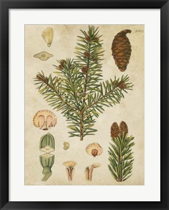 Framed Vintage Conifers III Print