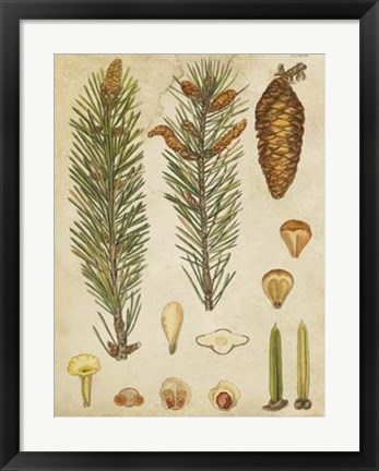 Framed Vintage Conifers IV Print