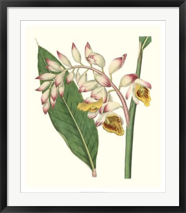 Framed Tropical Nodding Renealmia Print