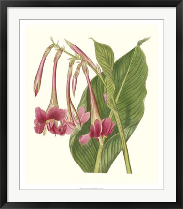 Framed Tropical Indian Reed Print