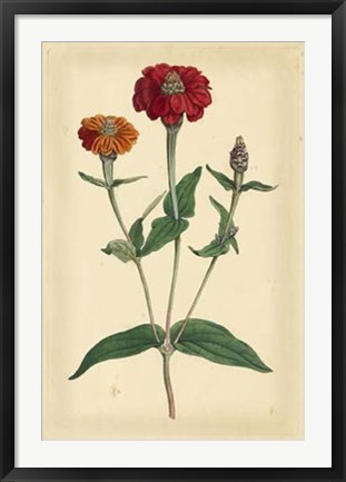 Framed Floral Varieties III Print