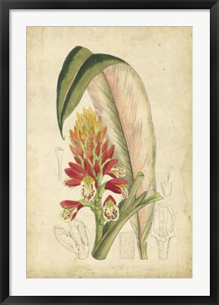 Framed Tropical Blooms II Print