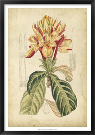 Framed Tropical Blooms IV Print