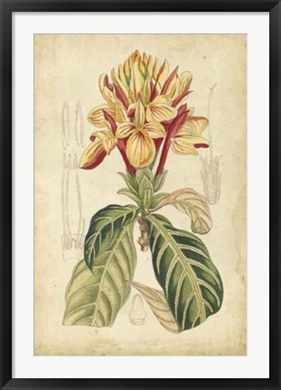 Framed Tropical Blooms IV Print