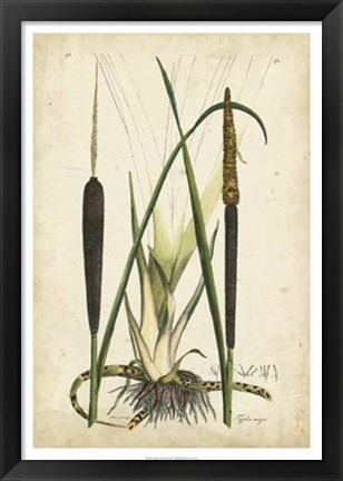 Framed Antique Cattail I Print