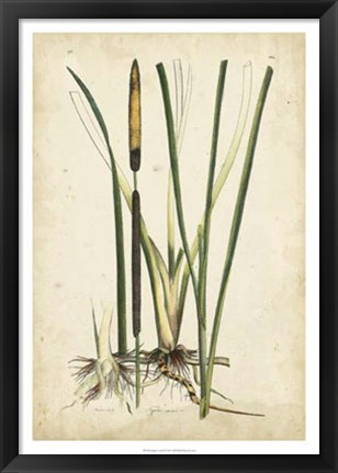 Framed Antique Cattail II Print