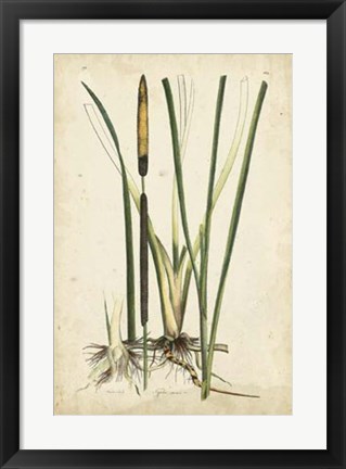 Framed Antique Cattail II Print