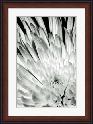 Framed Dramatic Mum II Print