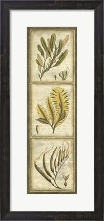 Framed Exotic Seaweed Panel II Print