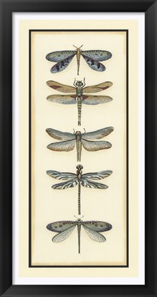 Framed Dragonfly Collector I Print