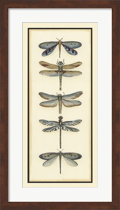 Framed Dragonfly Collector I Print