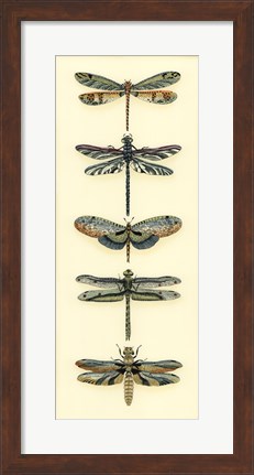 Framed Dragonfly Collector II Print