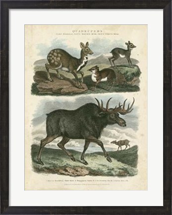 Framed Deer &amp; Moose Print