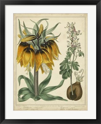 Framed Golden Crown Imperial Print