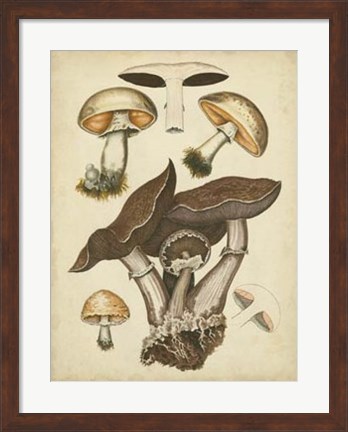 Framed Antique Mushrooms II Print