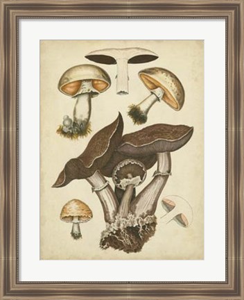 Framed Antique Mushrooms II Print