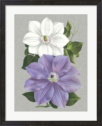 Framed Clematis Blooms I Print