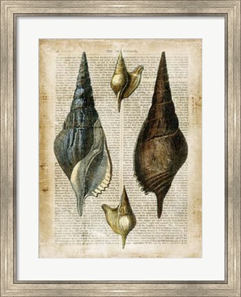 Framed Antiquarian Seashells II Print