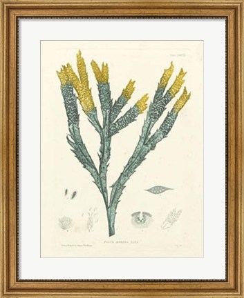 Framed Luminous Seaweed I Print