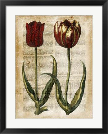 Framed Antiquarian Tulips IV Print