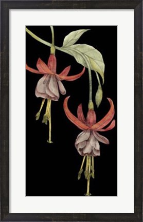 Framed Graphic Fuchsia VI Print