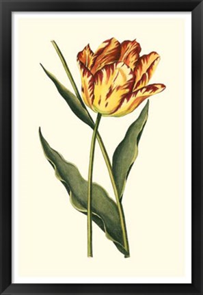 Framed Vintage Tulips I Print