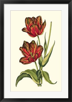 Framed Vintage Tulips V Print