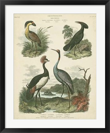 Framed Heron &amp; Crane Species II Print