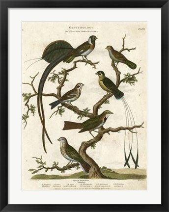 Framed Ornithology I Print