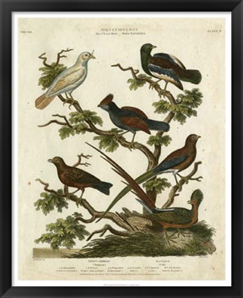 Framed Ornithology II Print