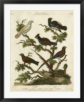 Framed Ornithology II Print