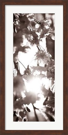 Framed Blossom Triptych I Print