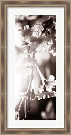 Framed Blossom Triptych III Print