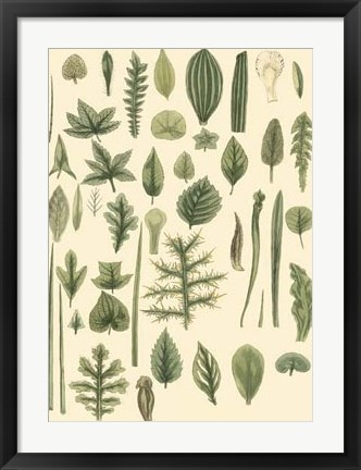 Framed Abundant Foliage I Print