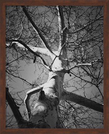 Framed Classic Birch I Print