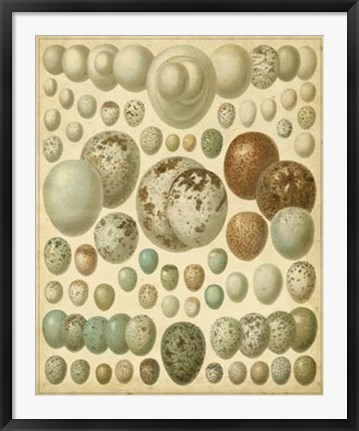 Framed Vintage Bird Eggs I Print