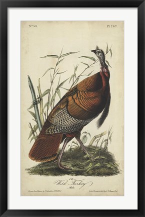 Framed Audubon Wild Turkey Print