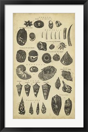 Framed Study of Shells II Print