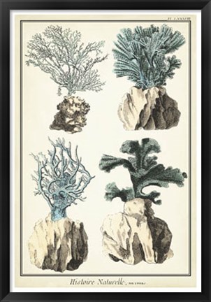 Framed Oversize Coral Species III Print