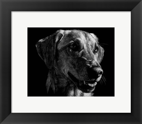 Framed Canine Scratchboard XXIV Print