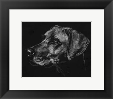 Framed Canine Scratchboard XXVIII Print