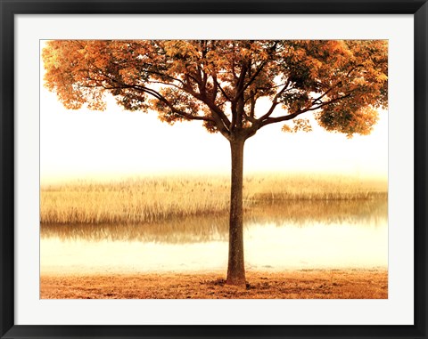 Framed Golden Morning I Print