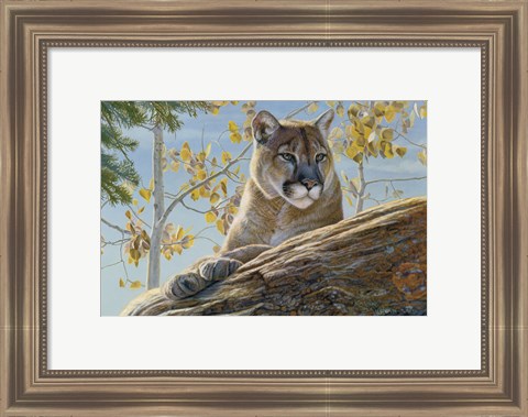 Framed Front Range Cougar Print