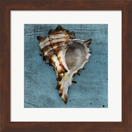 Framed Horned Whelk Print