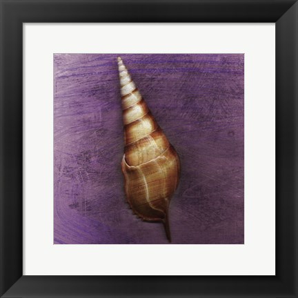 Framed Tibia Shell Print