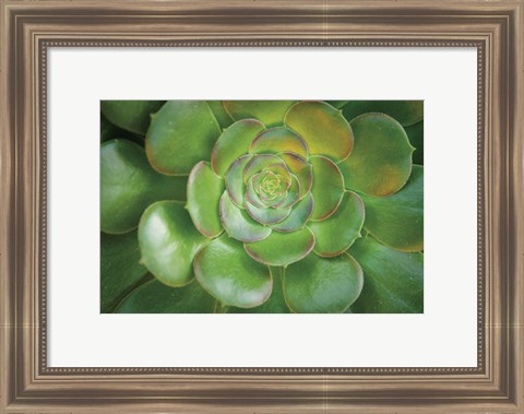 Framed Blushing Beauty Print