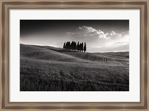 Framed Cypress Cluster Print