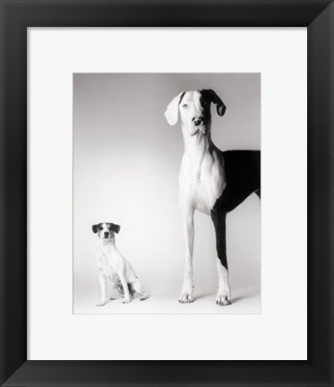 Framed Domino and Daisy Print